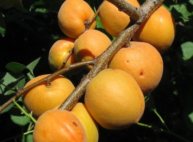 Canadian late variety of apricot Manitoba: description, photo