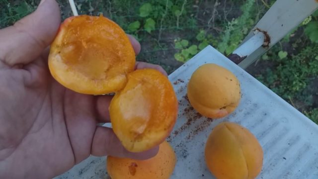 Canadian late variety of apricot Manitoba: description, photo