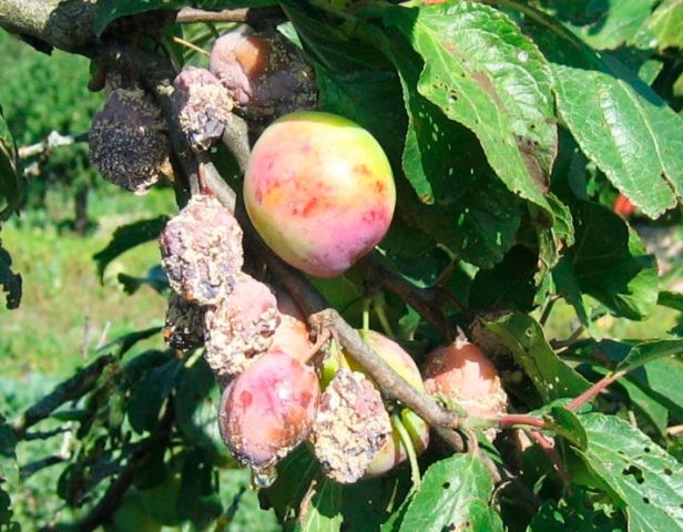 Canadian late variety of apricot Manitoba: description, photo