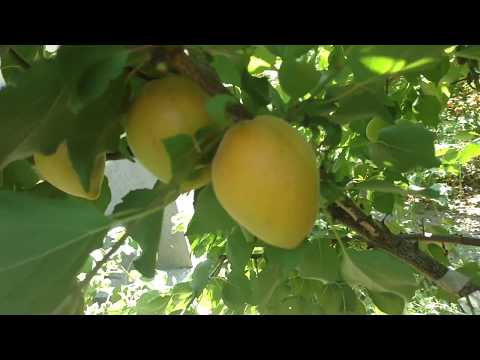 Canadian late variety of apricot Manitoba: description, photo