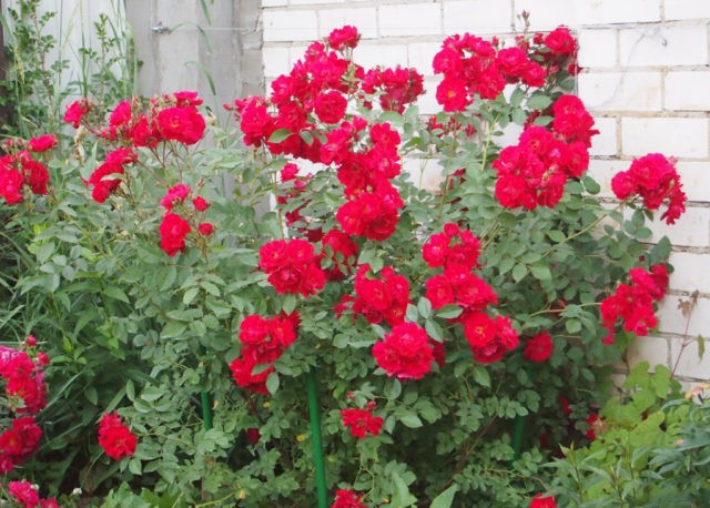 Canadian park rose John Franklin (John Franklin): photo and description, reviews