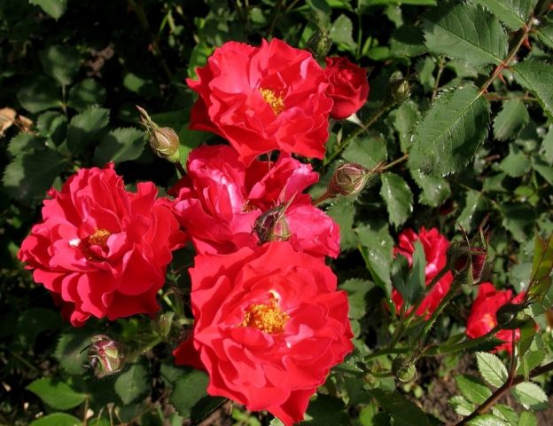 Canadian park rose John Franklin (John Franklin): photo and description, reviews