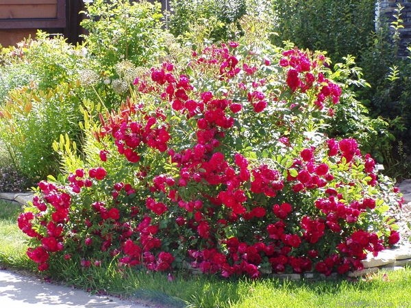 Canadian roses: characteristics, description and care of the variety