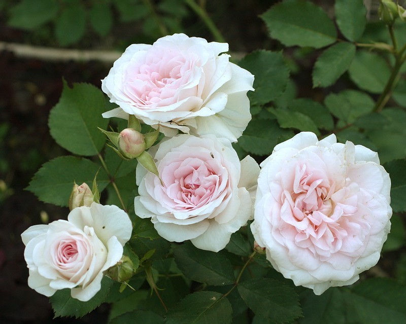 Canadian roses: characteristics, description and care of the variety