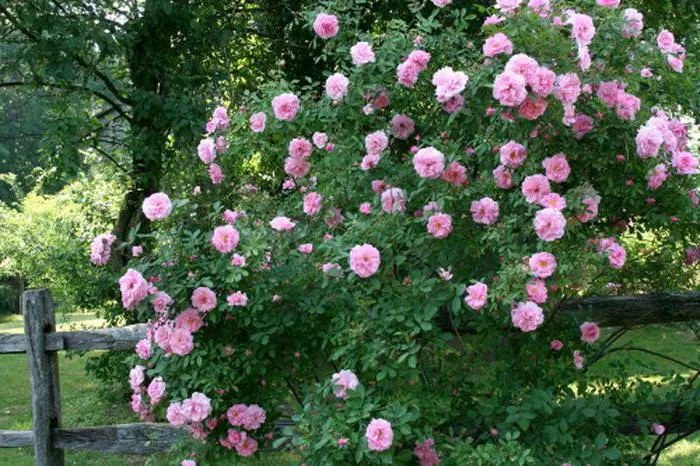 Canadian roses: characteristics, description and care of the variety