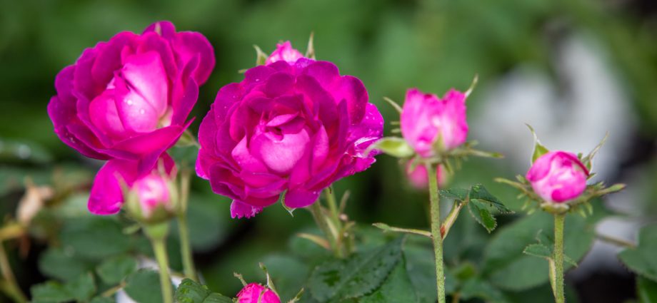 Canadian roses: characteristics, description and care of the variety