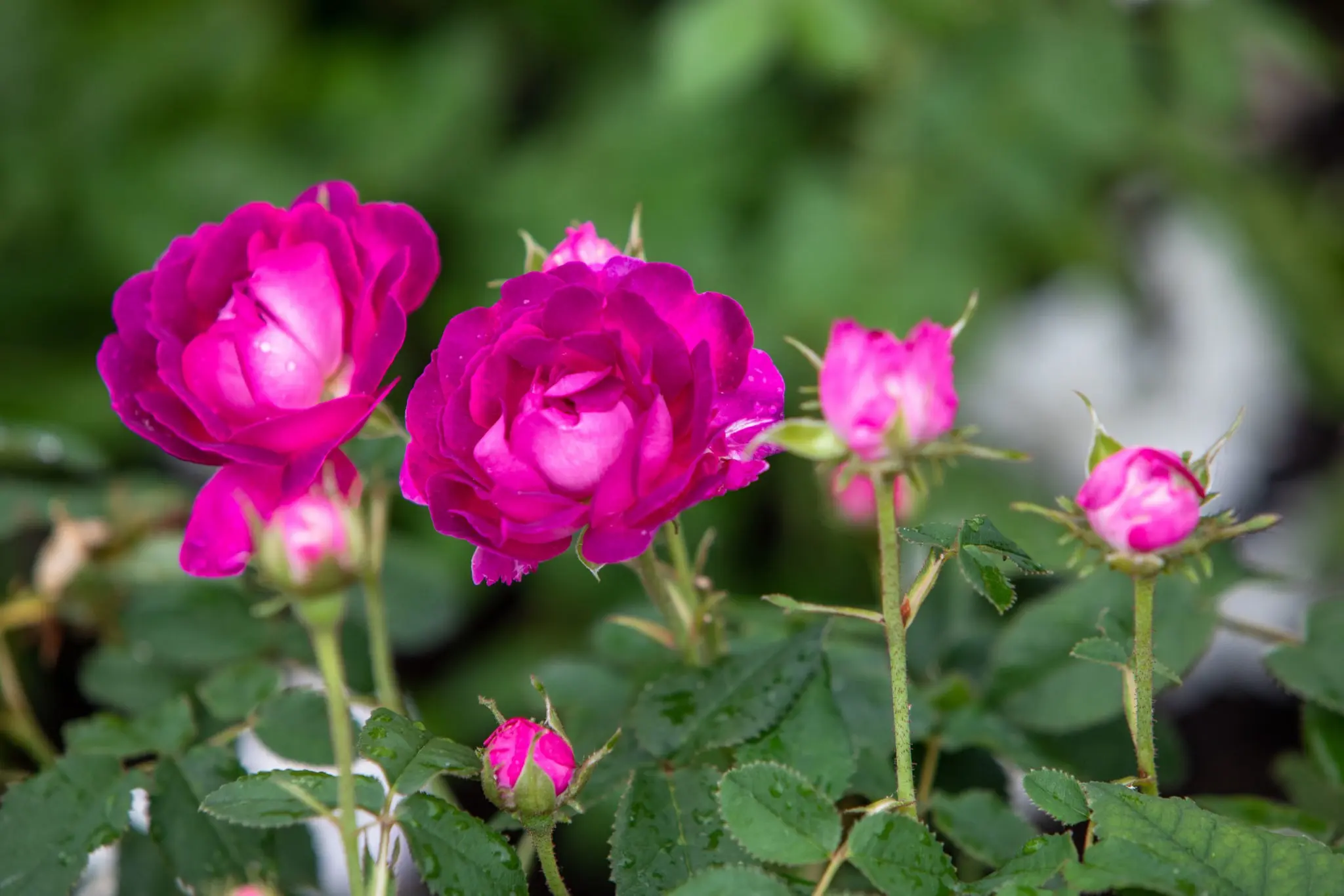 Canadian roses: characteristics, description and care of the variety