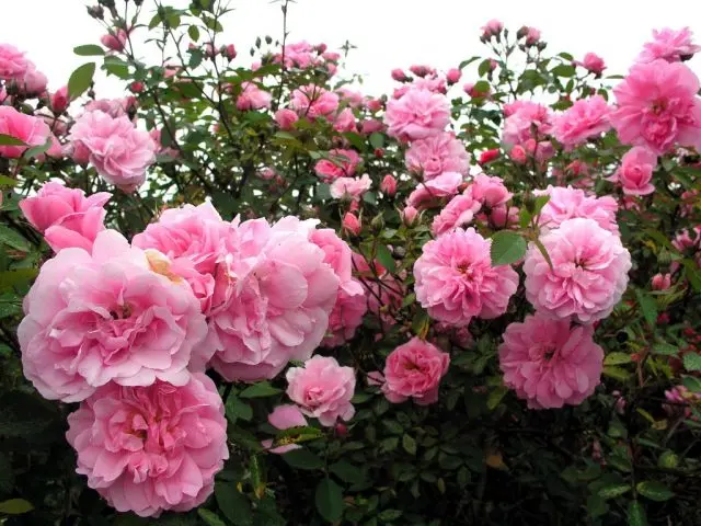 Canadian winter-hardy roses: photo with names, reviews of gardeners