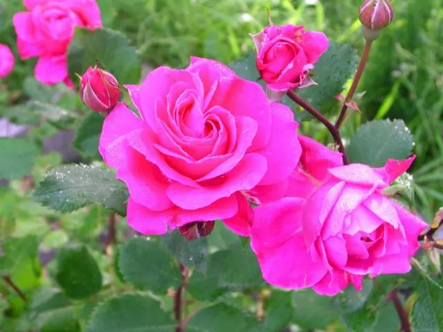 Canadian winter-hardy roses: photo with names, reviews of gardeners