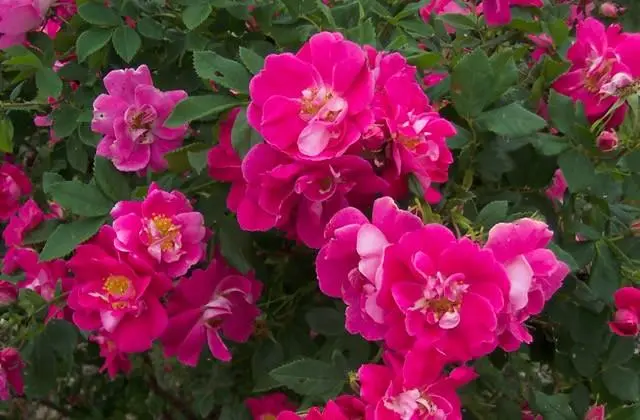 Canadian winter-hardy roses: photo with names, reviews of gardeners