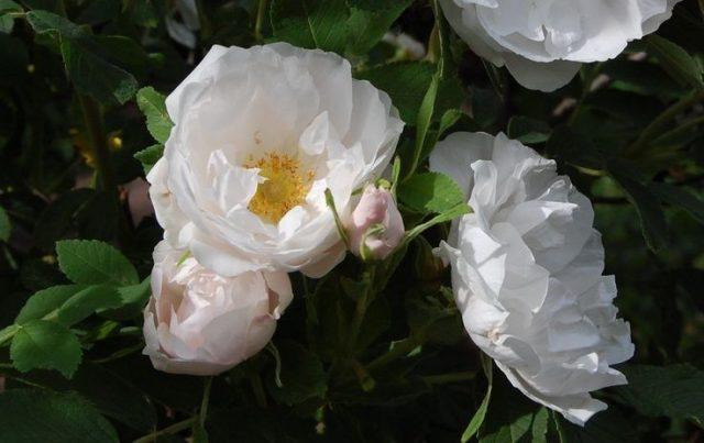Canadian winter-hardy roses: photo with names, reviews of gardeners