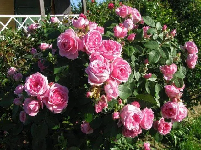 Canadian winter-hardy roses: photo with names, reviews of gardeners