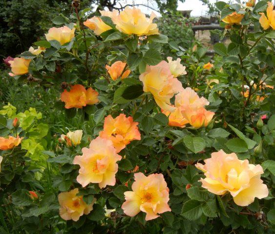 Canadian winter-hardy roses: photo with names, reviews of gardeners