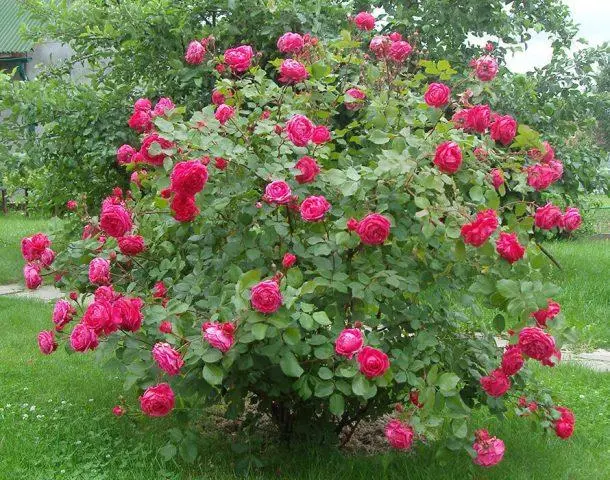 Canadian winter-hardy roses: photo with names, reviews of gardeners