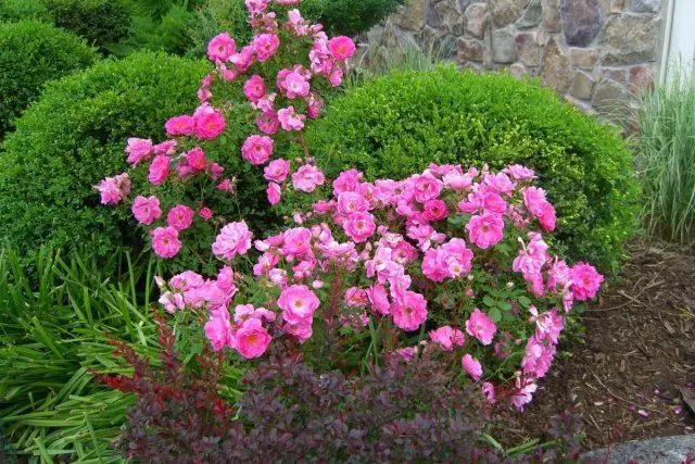 Canadian winter-hardy roses: photo with names, reviews of gardeners