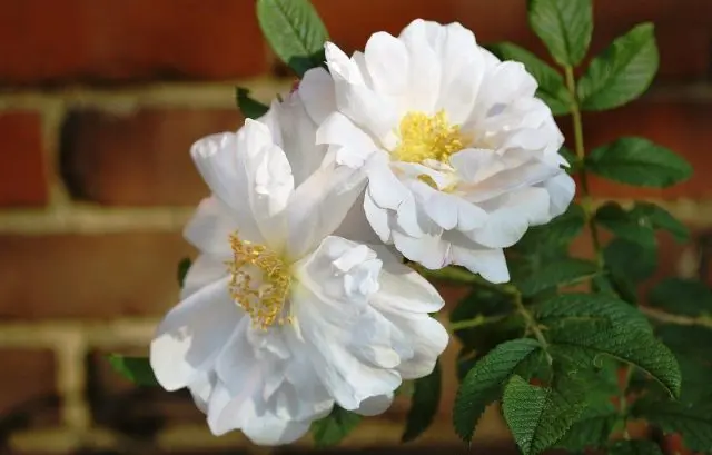 Canadian winter-hardy roses: photo with names, reviews of gardeners