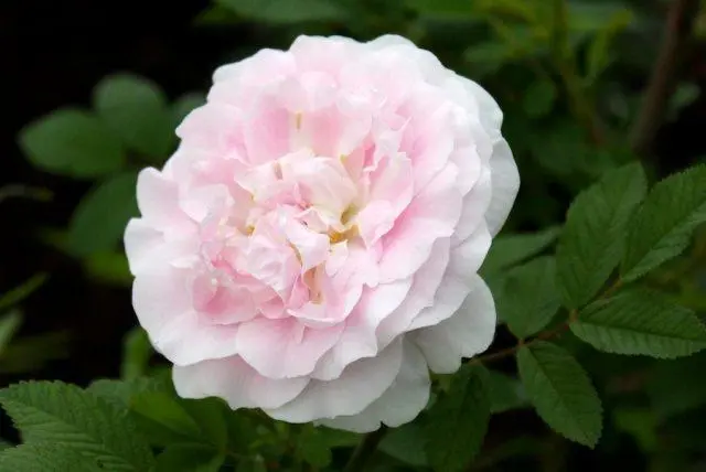 Canadian winter-hardy roses: photo with names, reviews of gardeners