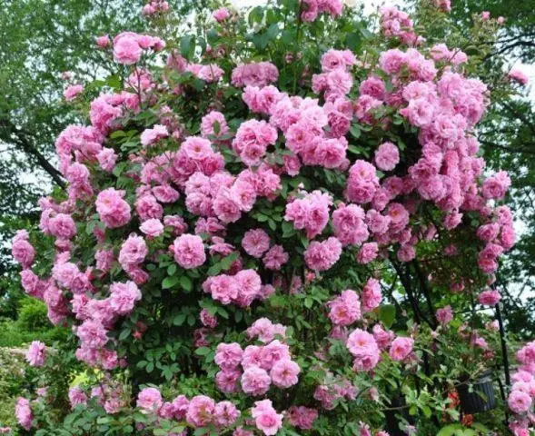 Canadian winter-hardy roses: photo with names, reviews of gardeners