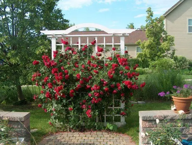 Canadian winter-hardy roses: photo with names, reviews of gardeners