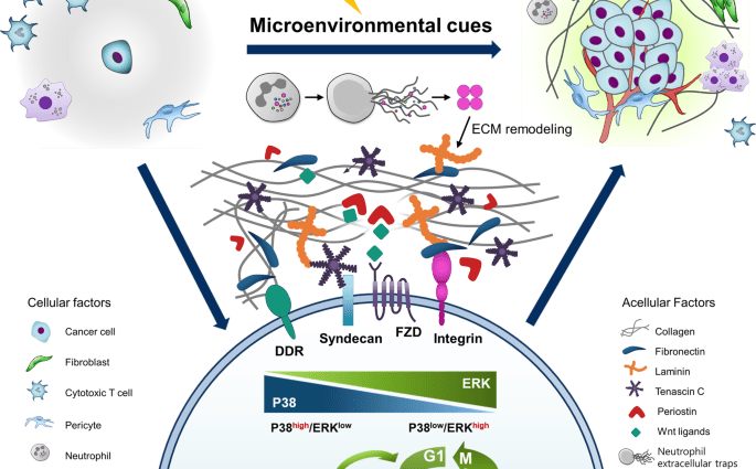 Cancer cells can remain dormant for years. Scientists have found a way to metastasize cancer?