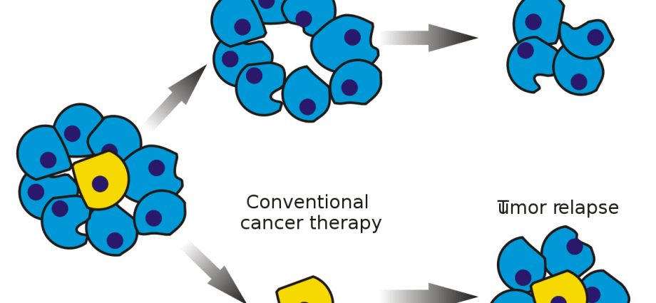 Cancer stem cells are responsible for the development of cancer