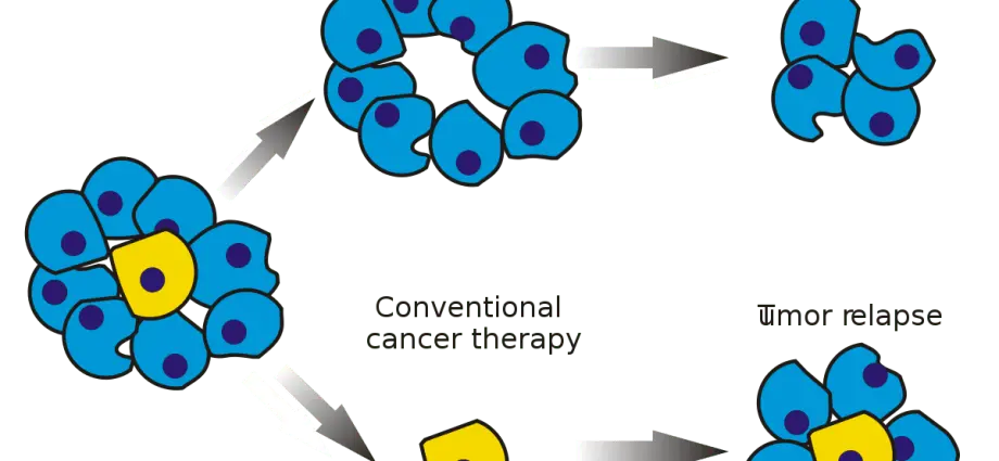 Cancer stem cells are responsible for the development of cancer