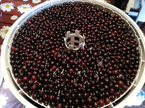 Candied currants at home