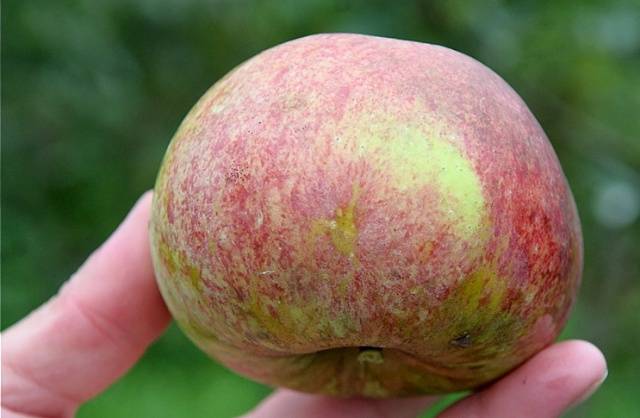 Candy apple tree: variety description, photos, reviews, planting