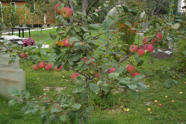 Candy apple tree: variety description, photos, reviews, planting