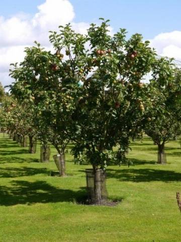 Candy apple tree: variety description, photos, reviews, planting