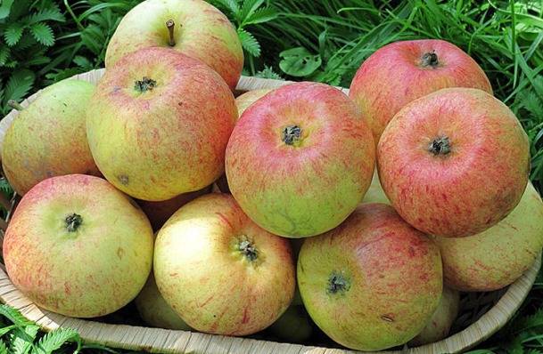 Candy apple tree: variety description, photos, reviews, planting