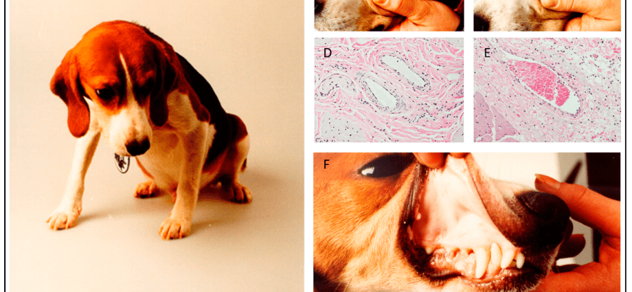 Canine disease is also a threat to people. What are the symptoms of babesiosis? [WE EXPLAIN]