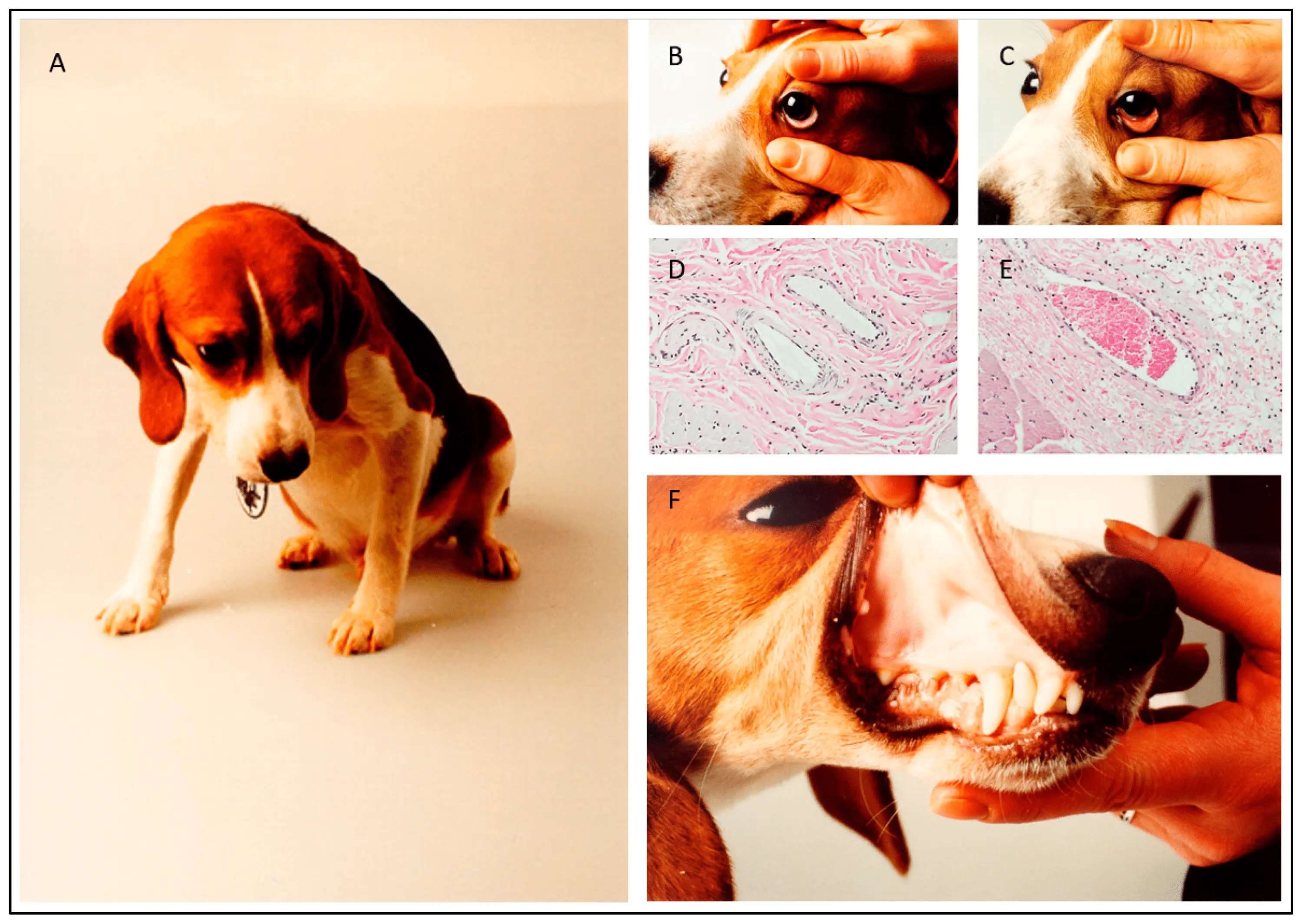 Canine disease is also a threat to people. What are the symptoms of babesiosis? [WE EXPLAIN]