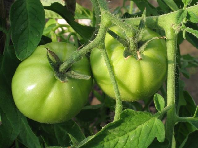 Canned Green Tomatoes: Winter Recipes