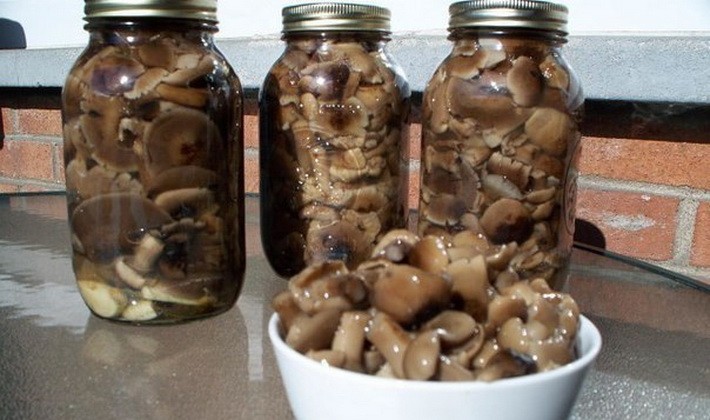 Canning mushrooms without vinegar: recipes for the winter