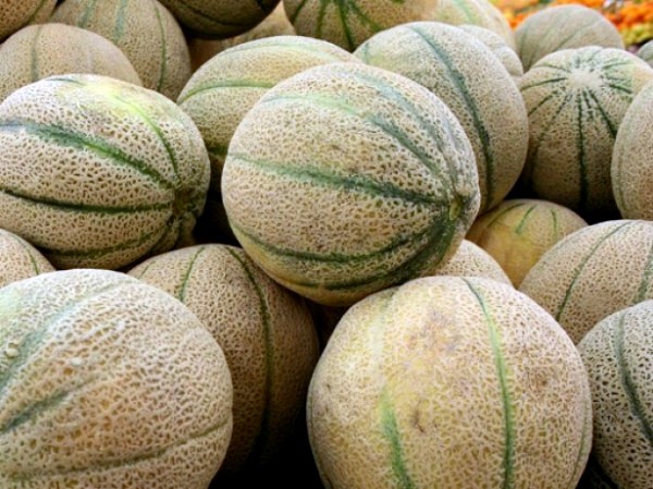 Cantaloupe melon: care and ripening time of the variety