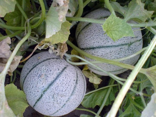 Cantaloupe melon: care and ripening time of the variety