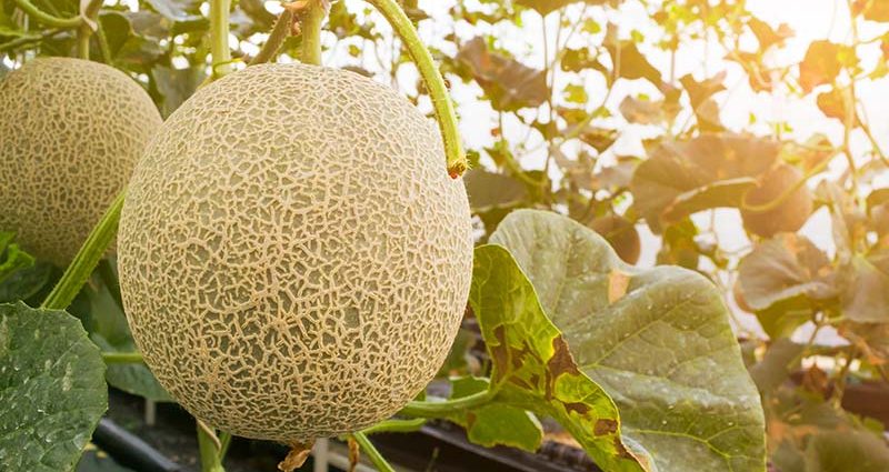 Cantaloupe melon: care and ripening time of the variety