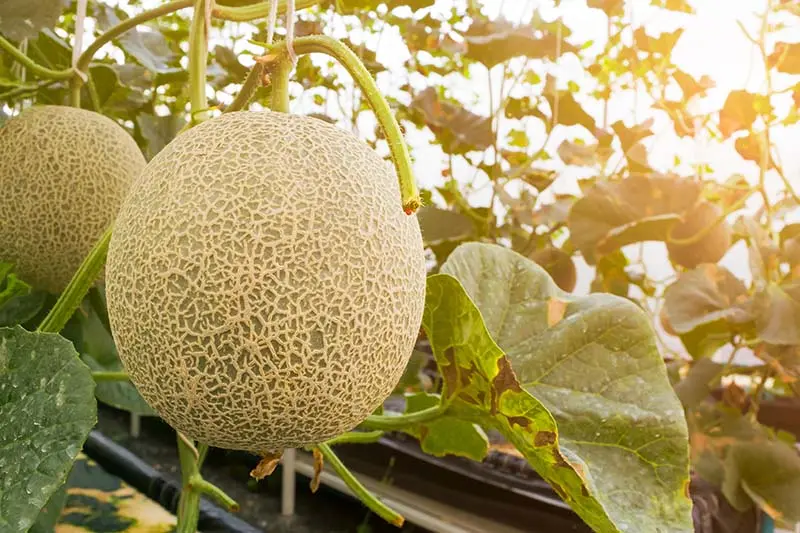 Cantaloupe melon: care and ripening time of the variety