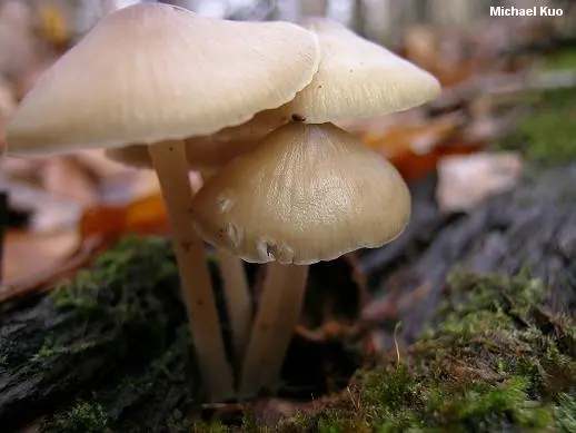 Cap-shaped mycena (Mycena galericulata) photo and description