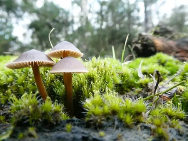 Cap-shaped mycena: what it looks like, how to distinguish it, photo