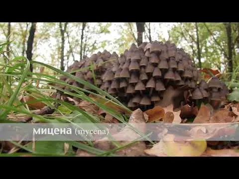 Cap-shaped mycena: what it looks like, how to distinguish it, photo