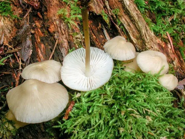 Cap-shaped mycena: what it looks like, how to distinguish it, photo