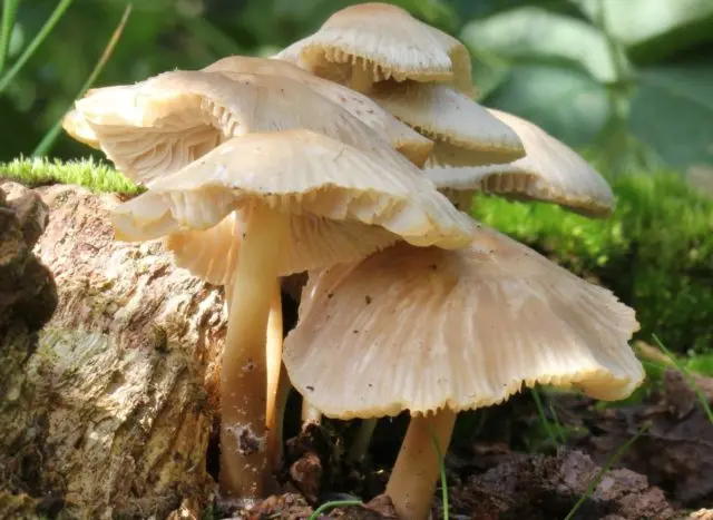 Cap-shaped mycena: what it looks like, how to distinguish it, photo