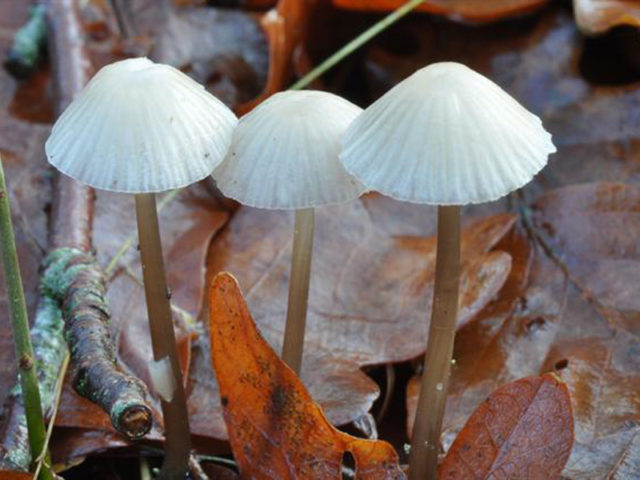 Cap-shaped mycena: what it looks like, how to distinguish it, photo