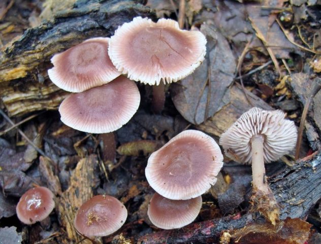 Cap-shaped mycena: what it looks like, how to distinguish it, photo