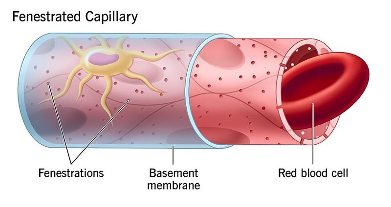 Capillaries &#8211; structure, role in the body, the most common diseases