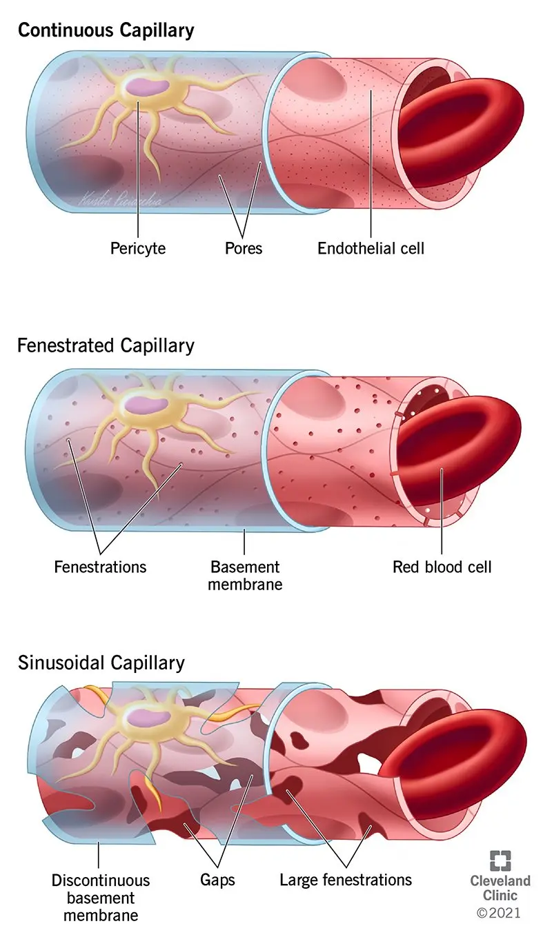 Capillaries &#8211; structure, role in the body, the most common diseases