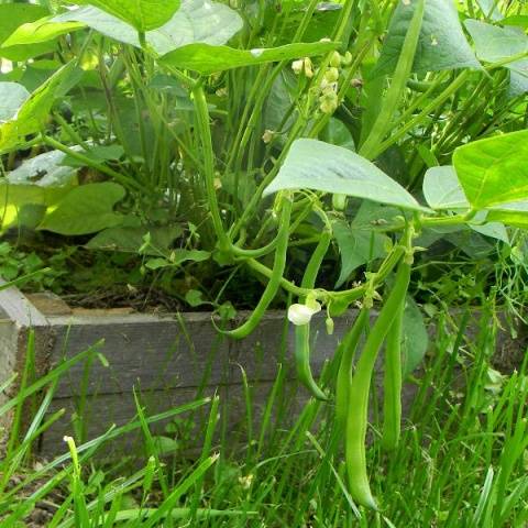 Caramel asparagus beans