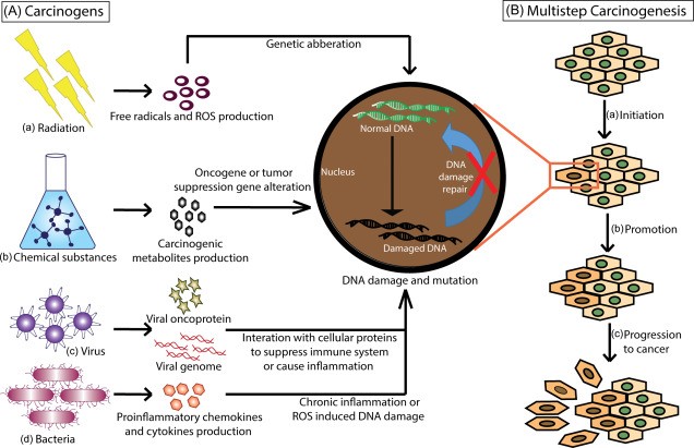 Carcinogenic factors promoting the development of neoplasms